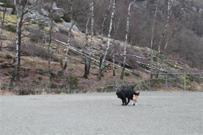 Klikk for å vise bildet i full størrelse