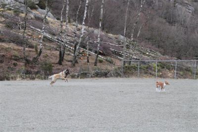 Klikk for å vise bildet i full størrelse