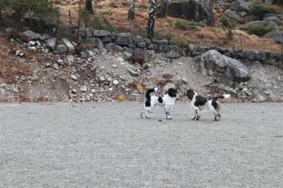 Klikk for å vise bildet i full størrelse